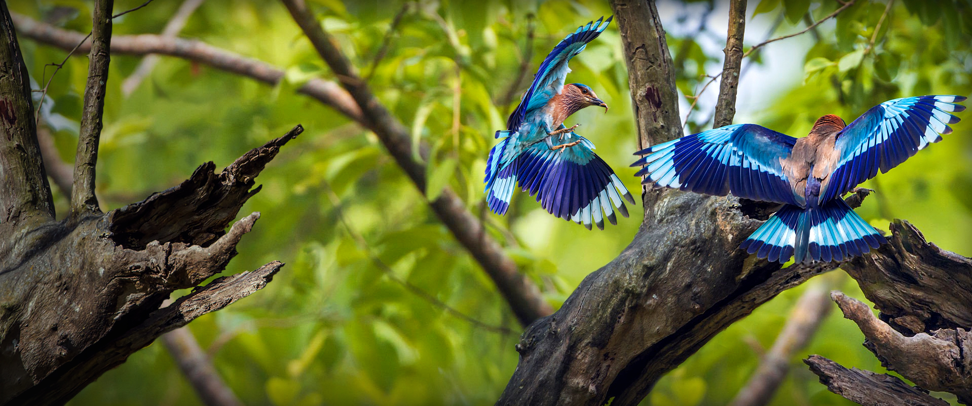 Kanha Birds